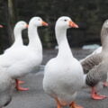 Ganzeliesel label alsacien des producteurs de foie gras