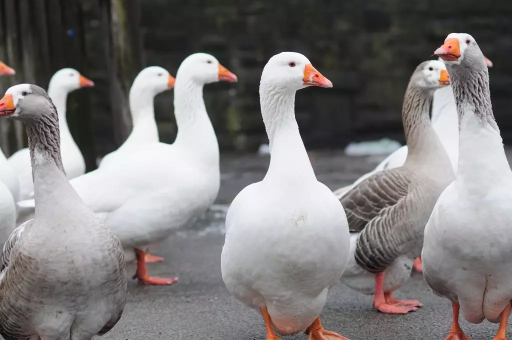 Ganzeliesel label alsacien des producteurs de foie gras